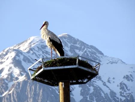 Povratek preddvorskih štorkelj (7)